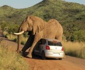An elephant is mother fuking fuking that car 😳🤨😮😱😨🤯 from www fuking xxx comi actress anjana basu