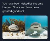 Look at that happy little sharko from zick and sharko