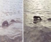 Here are two more images taken of the lake monster of Patagonia.Some think it is a plesiosaur.Nahuelito. from monster xxxniya sex xxx images com